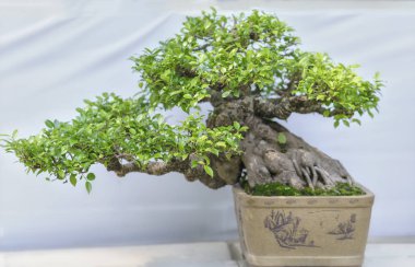 Yeşil bonsai ağacı şeklinde bir pot bitki
