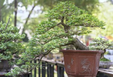 Yeşil bonsai ağacı şeklinde bir pot bitki