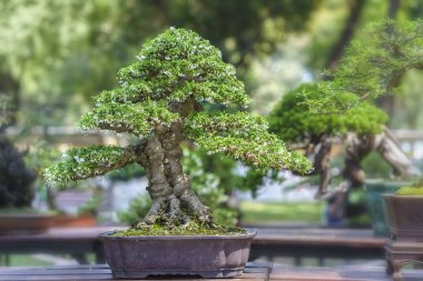 Yeşil bonsai ağacı şeklinde bir pot bitki