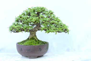 Yeşil bonsai ağacı şeklinde bir pot bitki