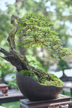Yeşil bonsai ağacı şeklinde bir pot bitki