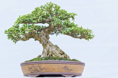 Yeşil bonsai ağacı şeklinde bir pot bitki