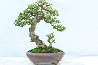 Yeşil bonsai ağacı şeklinde bir pot bitki