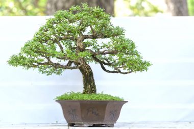 Yeşil bonsai ağacı şeklinde bir pot bitki