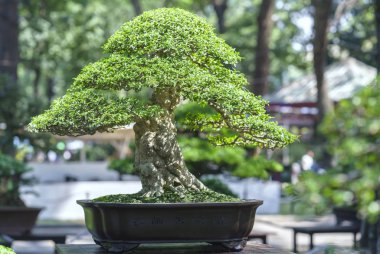 Yeşil bonsai ağacı şeklinde bir pot bitki