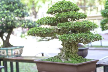 Yeşil bonsai ağacı şeklinde bir pot bitki