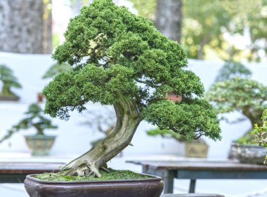 Yeşil bonsai ağacı şeklinde bir pot bitki