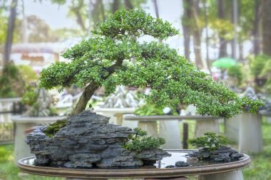 Yeşil bonsai ağacı şeklinde bir pot bitki