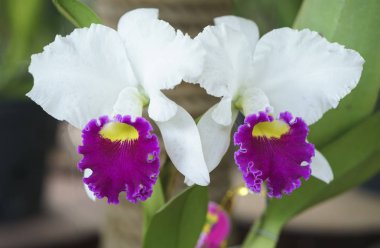 Cattleya Labiata çiçekler açar bahar doğa ve güzellik süslüyor