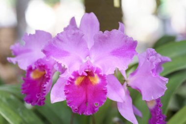 Cattleya Labiata çiçekler açar bahar doğa ve güzellik süslüyor