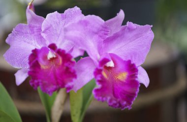 Cattleya Labiata çiçekler açar bahar doğa ve güzellik süslüyor