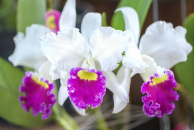Cattleya Labiata çiçekler açar bahar doğa ve güzellik süslüyor