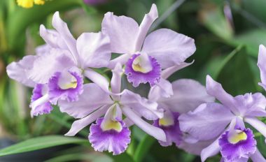Cattleya Labiata flowers bloom in spring adorn the beauty of nature clipart