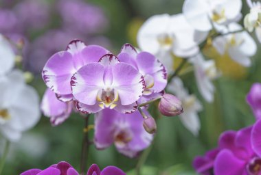 Phalaenopsis orkideleri baharda çiçek açar doğanın güzelliğini süsler.