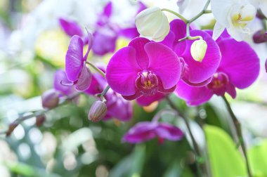 Phalaenopsis orkideleri baharda çiçek açar doğanın güzelliğini süsler.
