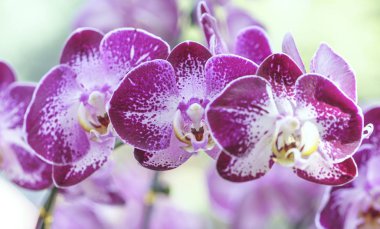 Phalaenopsis orkideleri baharda çiçek açar doğanın güzelliğini süsler.