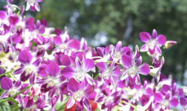 Orkide çiçekler açar bahar doğa ve güzellik süslüyor