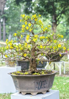 Baharda çiçek açan kayısı bonsai ağacı 