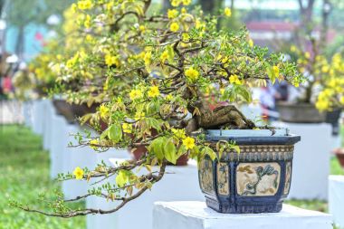 Baharda çiçek açan kayısı bonsai ağacı 
