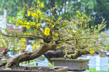Baharda çiçek açan kayısı bonsai ağacı 
