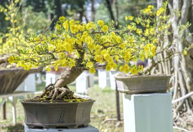Baharda çiçek açan kayısı bonsai ağacı 