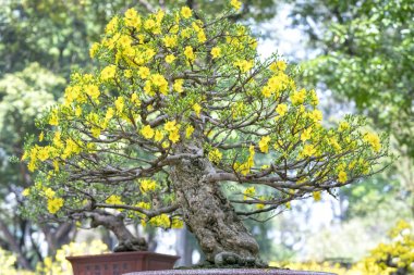 Baharda çiçek açan kayısı bonsai ağacı 