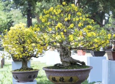Baharda çiçek açan kayısı bonsai ağacı 