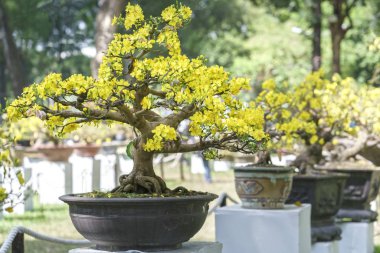 Baharda çiçek açan kayısı bonsai ağacı 