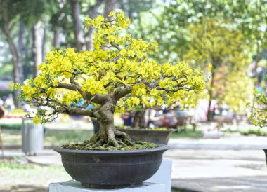 Baharda çiçek açan kayısı bonsai ağacı 