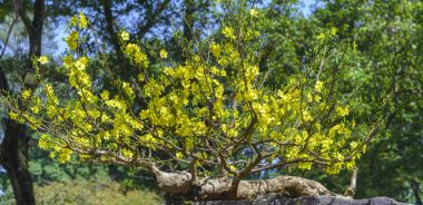 Baharda çiçek açan kayısı bonsai ağacı 