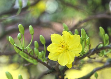 Kayısı çiçek çiçek açan Vietnam delilik yeni yıl içinde