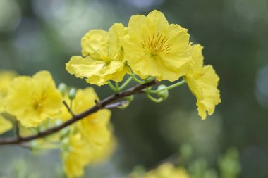 Kayısı çiçek çiçek açan Vietnam delilik yeni yıl içinde