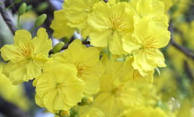 Kayısı çiçek çiçek açan Vietnam delilik yeni yıl içinde