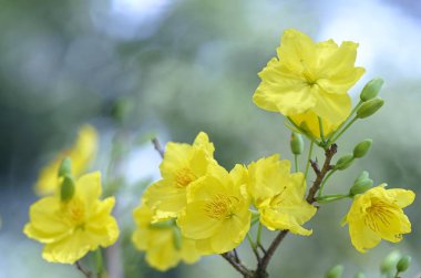 Kayısı çiçek çiçek açan Vietnam delilik yeni yıl içinde