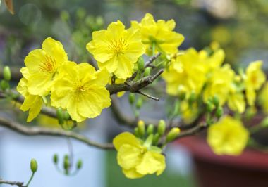 Kayısı çiçek çiçek açan Vietnam delilik yeni yıl içinde