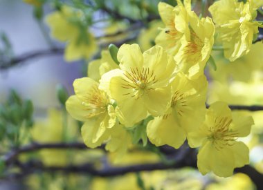 Kayısı çiçek çiçek açan Vietnam delilik yeni yıl içinde