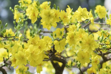 Kayısı çiçek çiçek açan Vietnam delilik yeni yıl içinde