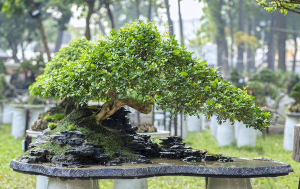 Green bonsai tree in a pot plant in the shape