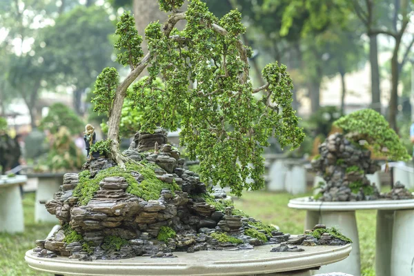 Albero di bonsai verde in una pianta di vaso nella forma — Foto Stock