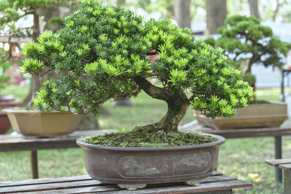 Green bonsai tree in a pot plant in the shape