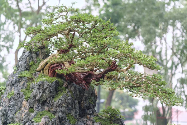 Green bonsai tree in a pot plant in the shape — Stock Photo, Image