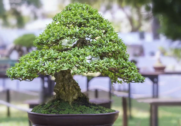 Árbol de bonsái verde en una maceta con forma de planta — Foto de Stock