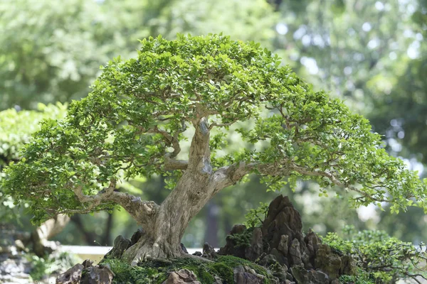Zöld bonsai fa alakú pot üzemben — Stock Fotó