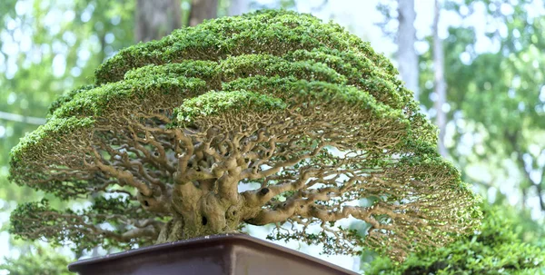 Árbol de bonsái verde en una maceta con forma de planta — Foto de Stock