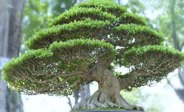 Albero di bonsai verde in una pianta di vaso nella forma — Foto Stock