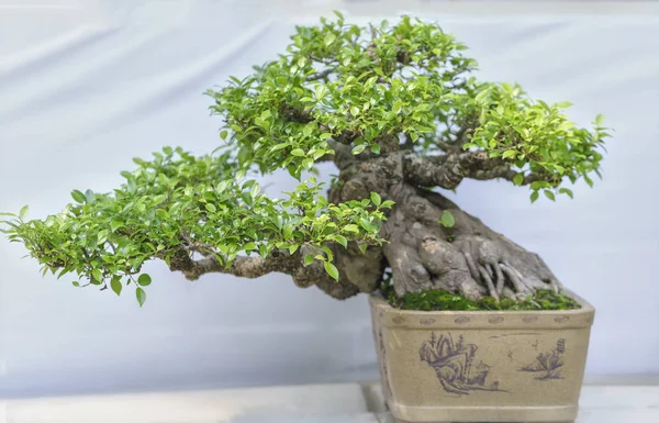 Albero di bonsai verde in una pianta di vaso nella forma — Foto Stock