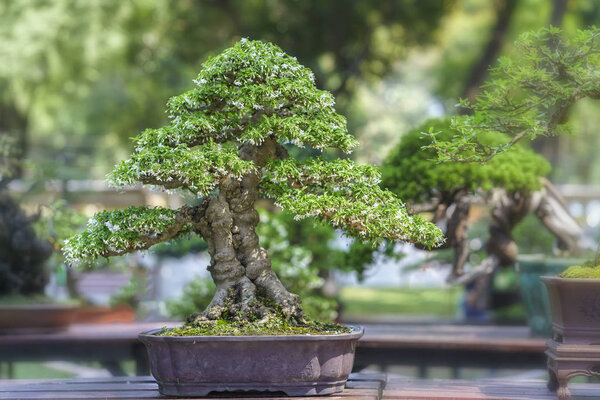 Green bonsai tree in a pot plant in the shape