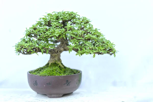 Albero di bonsai verde in una pianta di vaso nella forma — Foto Stock