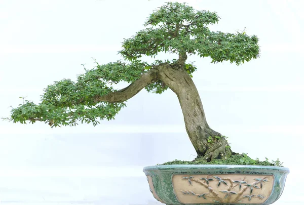 Albero di bonsai verde in una pianta di vaso nella forma — Foto Stock