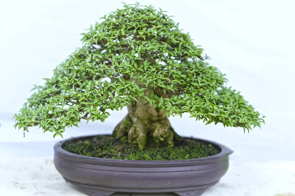 Зеленое дерево бонсай в горшке в форме растения — стоковое фото
